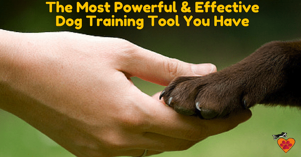 The Most Powerful Dog Training Tool sm