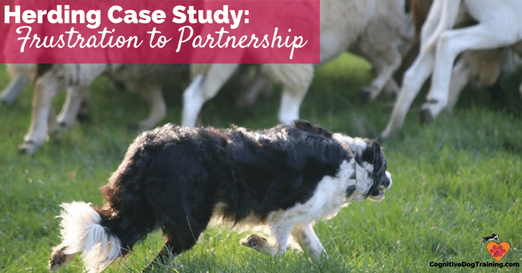 Herding Case Study