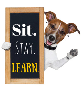 Sit Stay Learn