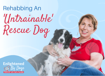 Rehabbing an untrainable rescue dog