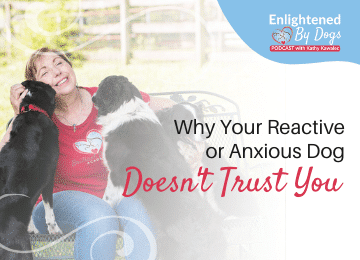 Why your reactive or anxious dog doesn't trust you