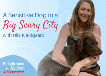 A sensitive dog in a big scary city