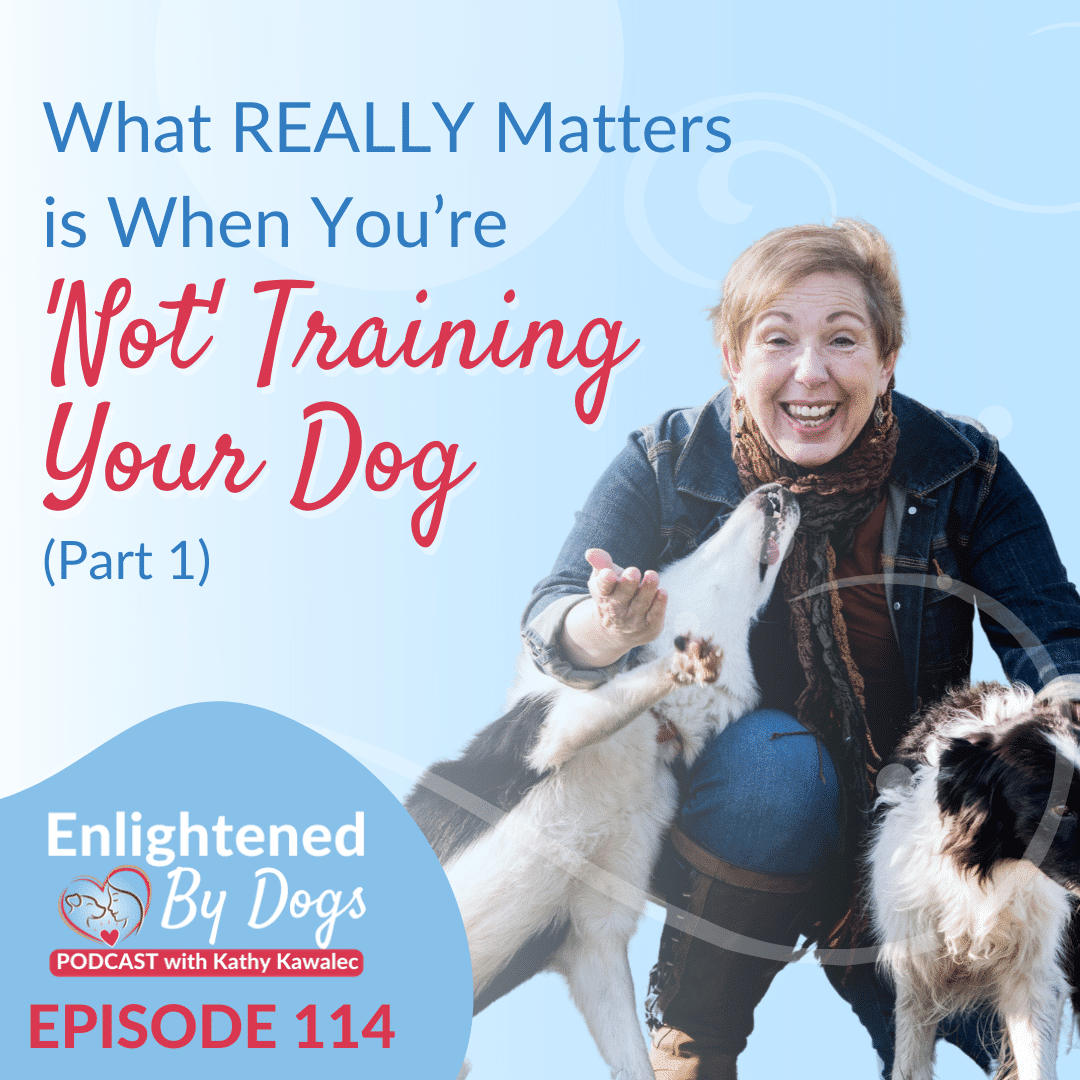 What REALLY Matters is When You’re NOT Training Your Dog (Part 1)
