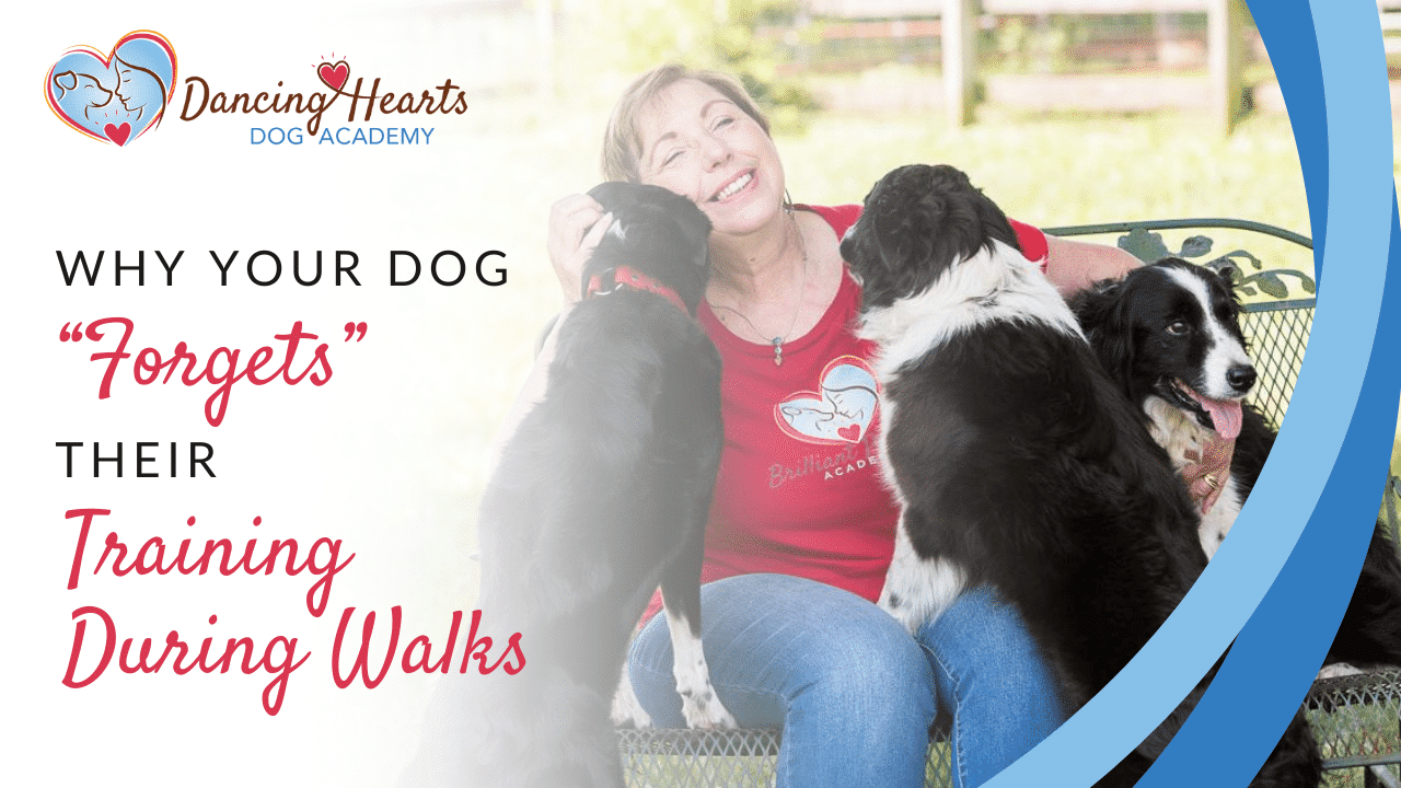 Why Your Dog “Forgets” their Training During Walks