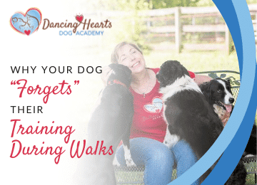 Why Your Dog “Forgets” their Training During Walks