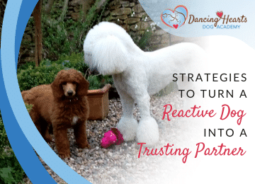 Strategies to Turn a Reactive Dog into a Trusting Partner