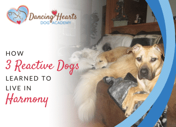 How 3 Reactive Dogs Learned to Live in Harmony