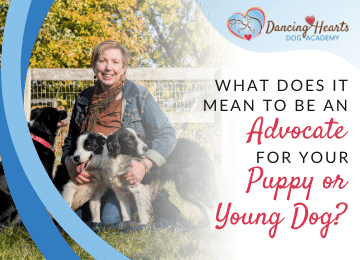 What Does it Mean to be an Advocate for Your Puppy or Young Dog?