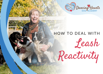 How to Deal with Leash Reactivity
