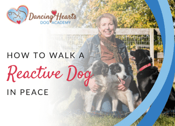 How to Walk a Reactive Dog in Peace