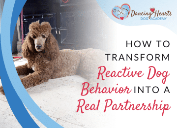 How to Transform Reactive Dog Behavior into a Real Partnership
