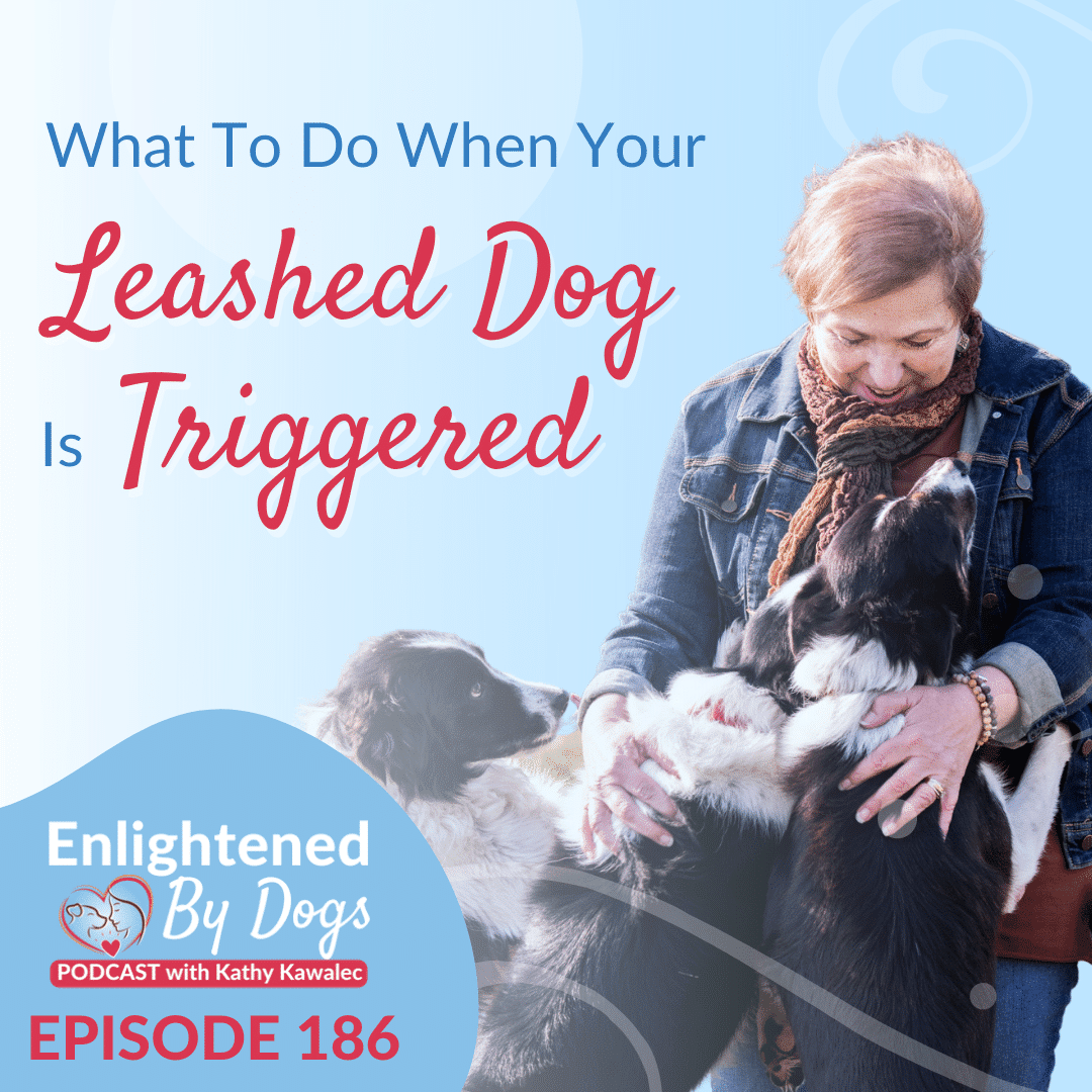 EBD186 What To Do When Your Leashed Dog Is Triggered