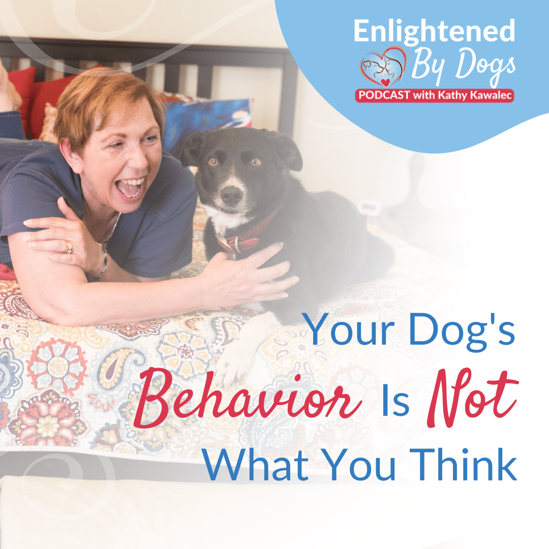 EBD211 Your Dog's Behavior Is Not What You Think