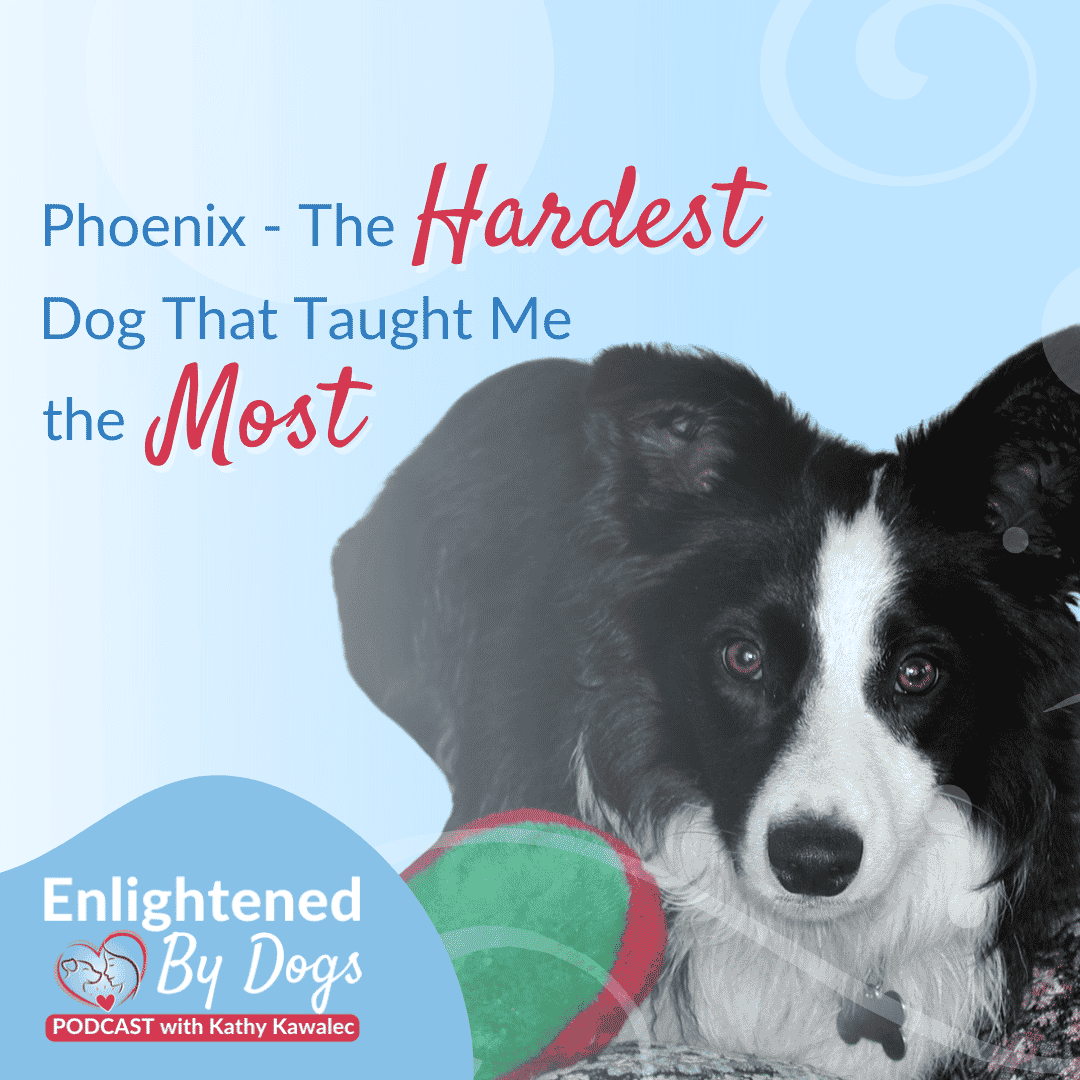EBD218 Phoenix- The Hardest Dog That Taught Me the Most