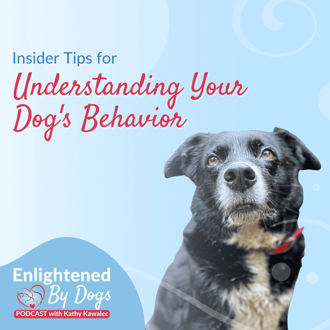 EBD226 Insider Tips for Understanding Your Dog's Behavior